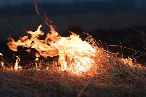 The Burning Bush cover image