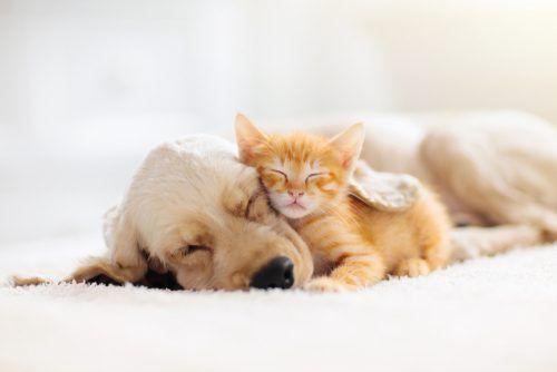 5 Simple Ways to Improve Your Sleep cover image